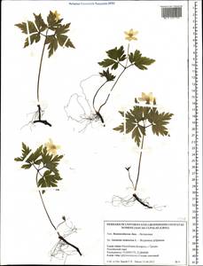 Anemone nemorosa L., Eastern Europe, Belarus (E3a) (Belarus)