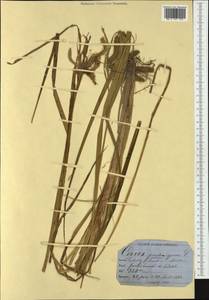 Carex pseudocyperus L., Western Europe (EUR) (Switzerland)