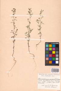 Chaenorhinum minus, Eastern Europe, Moscow region (E4a) (Russia)