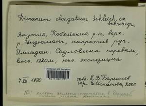 Dicranum elongatum Schleich. ex Schwägr., Bryophytes, Bryophytes - Yakutia (B19) (Russia)