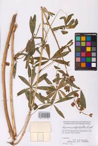 Lupinus polyphyllus Lindl., Eastern Europe, West Ukrainian region (E13) (Ukraine)