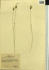 Eriophorum vaginatum L., Siberia, Russian Far East (S6) (Russia)