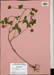 Trifolium hybridum L., Eastern Europe, Central region (E4) (Russia)