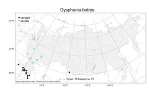 Dysphania botrys (L.) Mosyakin & Clemants, Atlas of the Russian Flora (FLORUS) (Russia)