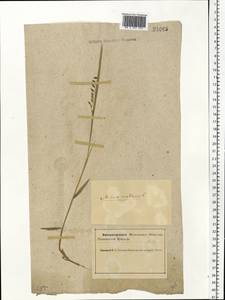 Melica nutans L., Eastern Europe, Northern region (E1) (Russia)