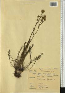 Filifolium sibiricum (L.) Kitam., Siberia, Baikal & Transbaikal region (S4) (Russia)