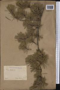 Pinus banksiana Lamb., America (AMER) (Russia)