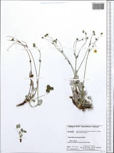 Potentilla ×prostrata Rottb., Siberia, Central Siberia (S3) (Russia)