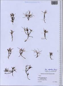 Carex subspathacea Wormsk. ex Hornem., Western Europe (EUR) (Svalbard and Jan Mayen)