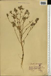 Atriplex sphaeromorpha Iljin, Eastern Europe, Lower Volga region (E9) (Russia)