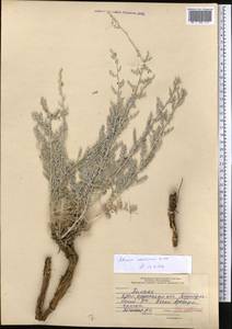 Artemisia schrenkiana Ledeb., Middle Asia, Syr-Darian deserts & Kyzylkum (M7) (Kazakhstan)