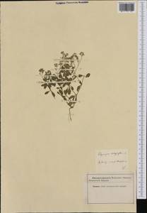 Polycarpon tetraphyllum, Western Europe (EUR)