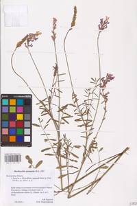 Onobrychis viciifolia Scop., Eastern Europe, Central region (E4) (Russia)