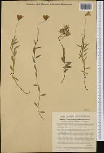 Campanula serrata (Kit. ex Schult.) Hendrych, Western Europe (EUR) (Hungary)