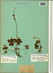 Ranunculus baidarae Rupr., Caucasus, Armenia (K5) (Armenia)