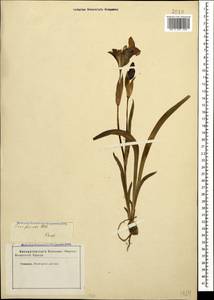 Iris aphylla L., Caucasus, Stavropol Krai, Karachay-Cherkessia & Kabardino-Balkaria (K1b) (Russia)