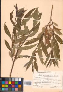 Salix triandra × viminalis, Eastern Europe, Moscow region (E4a) (Russia)