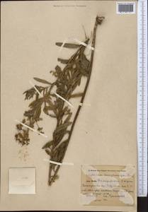Euphorbia lamprocarpa (Prokh.) Prokh., Middle Asia, Pamir & Pamiro-Alai (M2) (Uzbekistan)