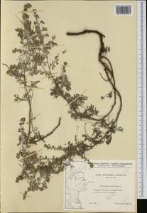 Artemisia maritima L., Western Europe (EUR) (Denmark)