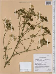Conium maculatum L., Western Europe (EUR) (United Kingdom)