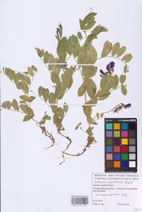 Lathyrus japonicus var. maritimus (L.) J.T.Kartesz & Gandhi, Eastern Europe, Northern region (E1) (Russia)