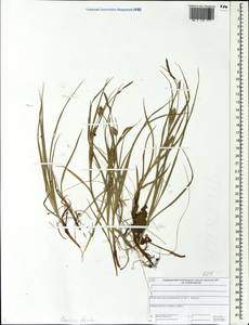 Carex hirta L., Eastern Europe, Central forest region (E5) (Russia)