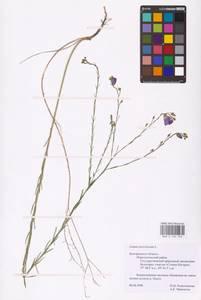 Linum austriacum L., Eastern Europe, Central forest-and-steppe region (E6) (Russia)