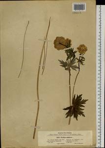 Trollius asiaticus L., Siberia, Baikal & Transbaikal region (S4) (Russia)