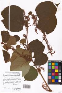 Reynoutria japonica Houtt., Eastern Europe, Moscow region (E4a) (Russia)