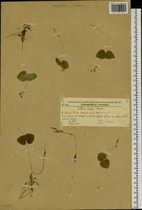 Neottia puberula var. puberula, Siberia, Russian Far East (S6) (Russia)