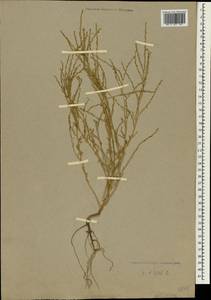Corispermum nitidum Kit. ex Schult., Crimea (KRYM) (Russia)