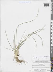 Nardus stricta L., Eastern Europe, Central forest region (E5) (Russia)