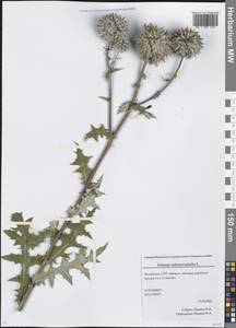 Echinops sphaerocephalus L., Eastern Europe, Eastern region (E10) (Russia)