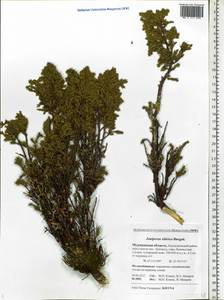 Juniperus communis var. saxatilis Pall., Eastern Europe, Northern region (E1) (Russia)