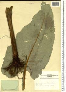 Alfredia cernua (L.) Cass., Siberia, Altai & Sayany Mountains (S2) (Russia)