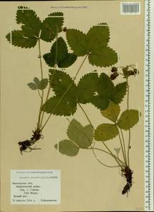 Fragaria moschata Duchesne, Eastern Europe, Northern region (E1) (Russia)