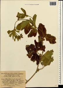Potentilla elatior Willd. ex Schltdl., Caucasus, South Ossetia (K4b) (South Ossetia)