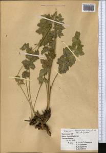 Semenovia dasycarpa (Regel & Schmalh.) Korovin ex Pimenov & V. N. Tikhom., Middle Asia, Western Tian Shan & Karatau (M3) (Kazakhstan)