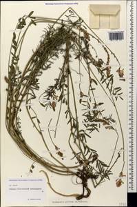 Onobrychis petraea (Willd.)Fisch., Caucasus, North Ossetia, Ingushetia & Chechnya (K1c) (Russia)