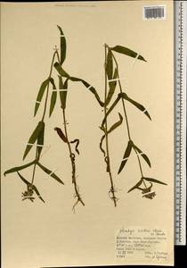 Stachys riederi Cham., Mongolia (MONG) (Mongolia)