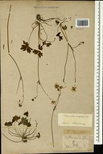 Ranunculus breyninus Crantz, Caucasus, Krasnodar Krai & Adygea (K1a) (Russia)
