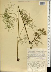 Ostericum tenuifolium (Pall. ex Spreng.) Y. C. Chu, Mongolia (MONG) (Mongolia)