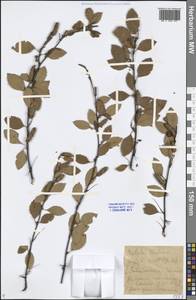 Betula fruticosa Pall., Siberia, Baikal & Transbaikal region (S4) (Russia)