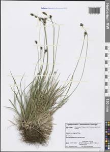 Carex norvegica Retz., Siberia, Central Siberia (S3) (Russia)