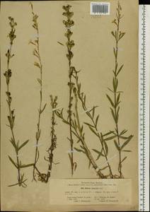 Silene tatarica (L.) Pers., Eastern Europe, Central forest-and-steppe region (E6) (Russia)