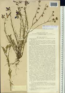 Linum komarovii subsp. boreale (Juz.) T.V. Egorova, Siberia, Baikal & Transbaikal region (S4) (Russia)
