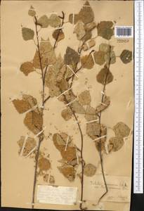Betula microphylla Bunge, Middle Asia, Dzungarian Alatau & Tarbagatai (M5) (Kazakhstan)