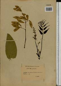 Ailanthus altissima (Miller) Swingle, Eastern Europe, Rostov Oblast (E12a) (Russia)