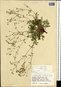 Potentilla virgata Lehm., Mongolia (MONG) (Mongolia)