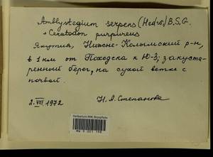 Amblystegium serpens (Hedw.) Schimp., Bryophytes, Bryophytes - Yakutia (B19) (Russia)